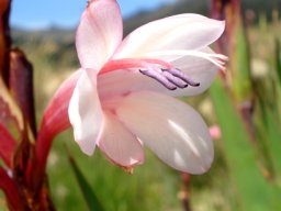 Watsonia fourcadei flower